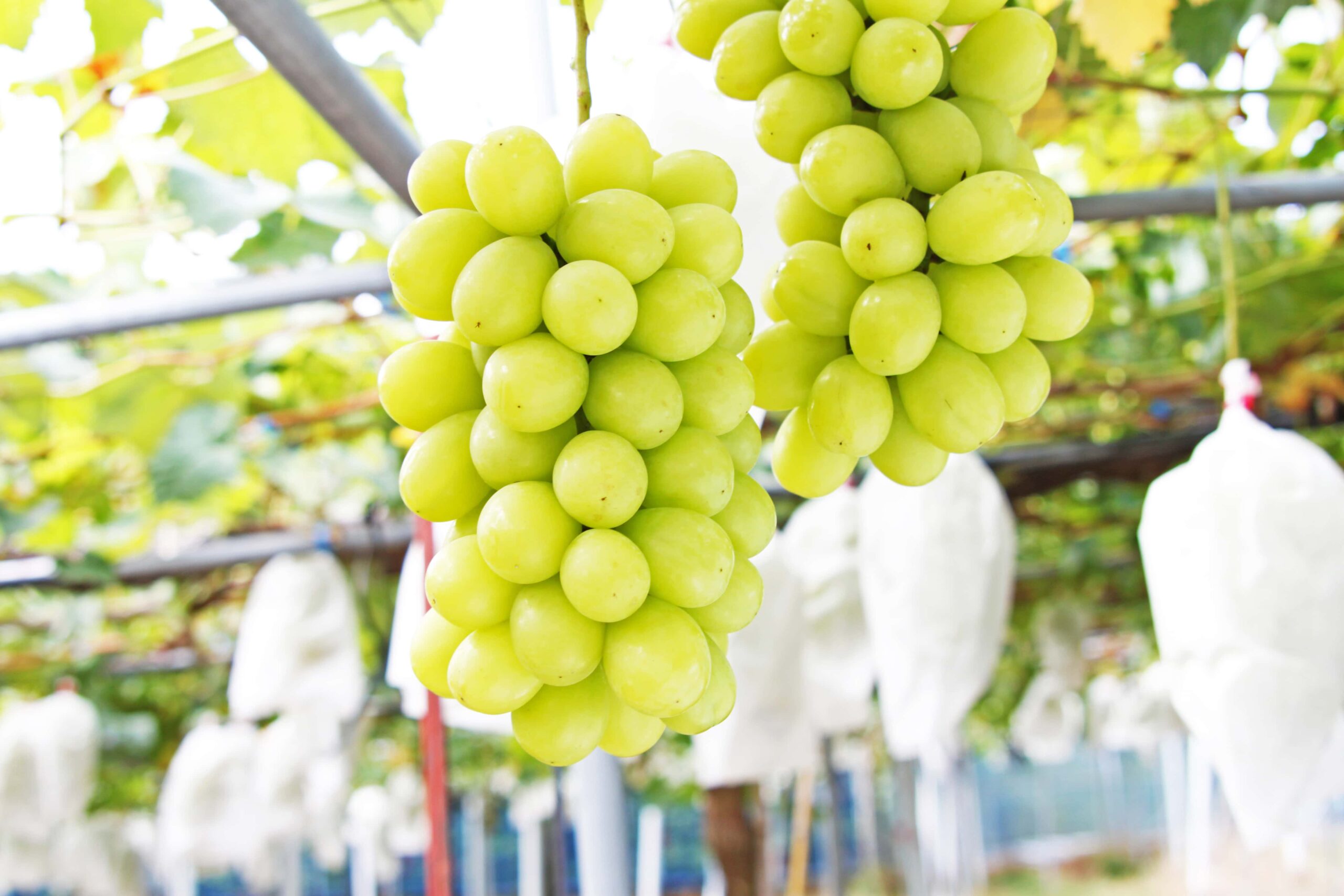 有田巨峰村森園