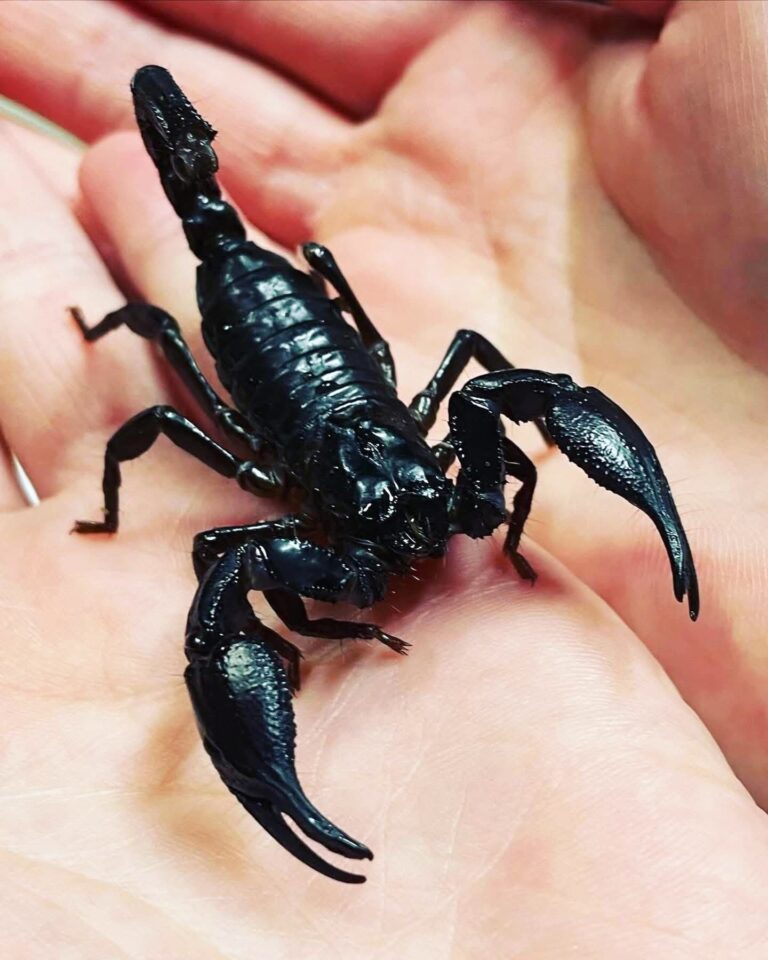 シュリンプワールド