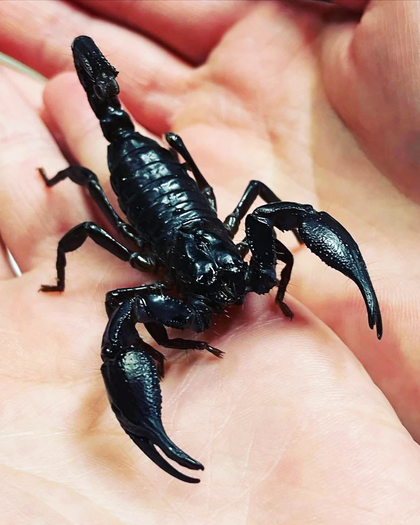 シュリンプワールド